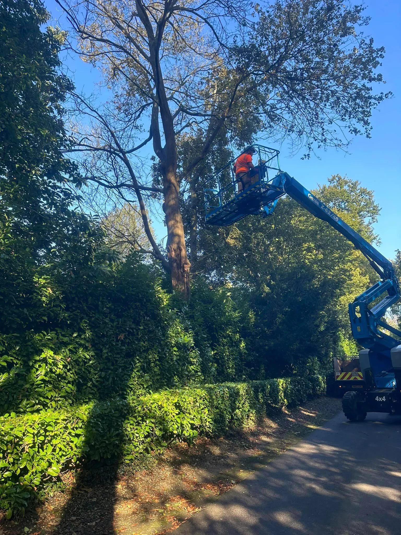 A man on a cherry picker working on a tree.